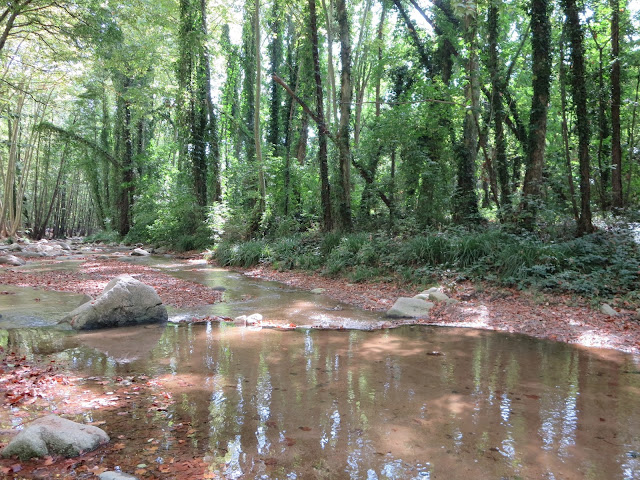 Noelia Mo otoño arbucies árboles hojas rio