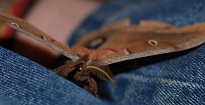 Polyphemus moth