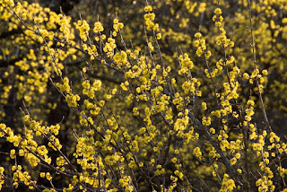 húsos som (Cornus mas)