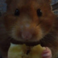 Riggle the Syrian Hamster