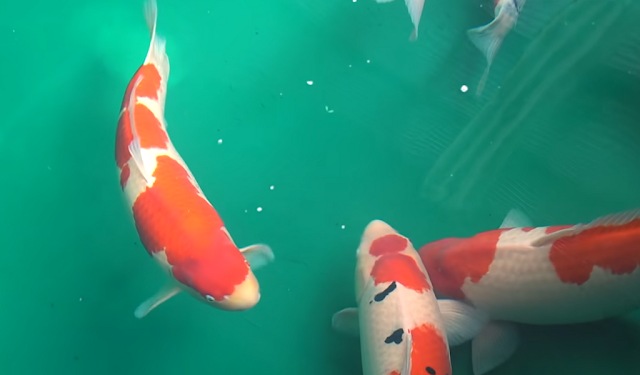 Dari Pemula hingga Pakar: Cara Merawat Ikan Koi untuk Hasil yang Maksimal