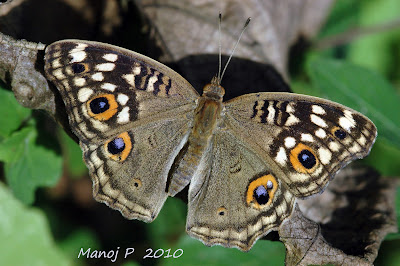 Lemon Pansy Butterfly