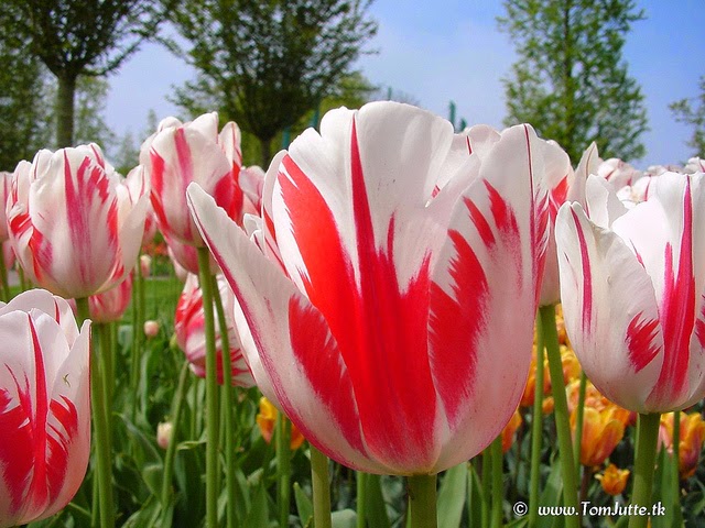 Foto Gambar Bunga Tulip Marble
