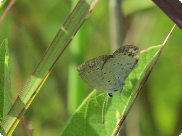 IMG_8103 Western-tailed Blue Butterfly (3)