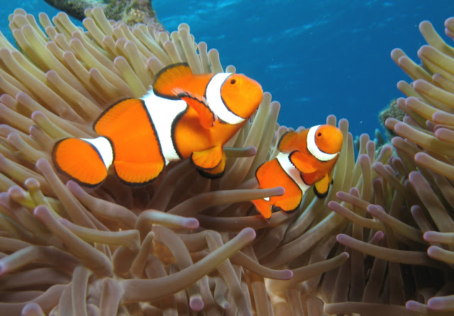 clown fish, clown fish wallpapers