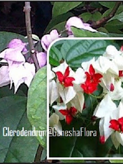 Nona Makan Sirih (Clerodendrum thomsoniae)