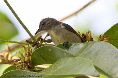  Scarlet-backed Flowerpecker