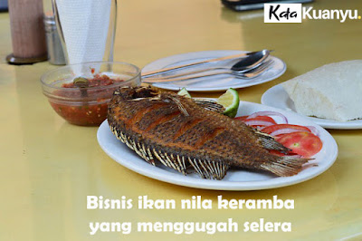 Bisnis ikan nila keuntungan dan kendalanya