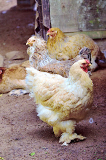 four hens resting on the dirt ground