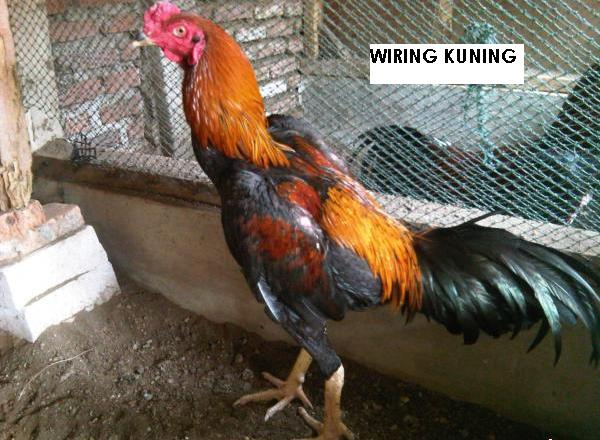 WEBSITE PENGHOBI AYAM  Jenis  Ayam  Bangkok  Berdasarkan 