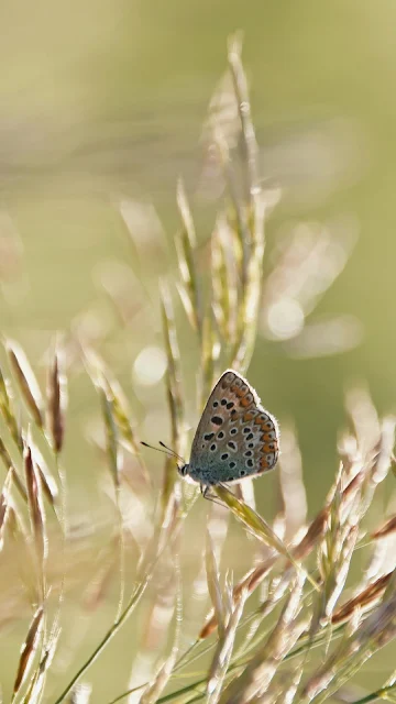 Butterfly, Wings, Spring, Nature