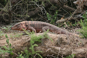 Iguana colorada Tupinambis rufescens