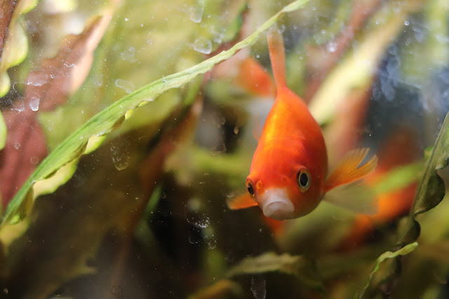 Feeder Goldfish 