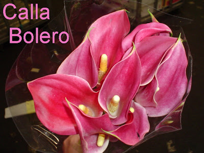 Calla Bolero new