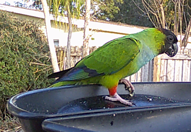 Steve of the Jungle's Wild Backyard Kingdom