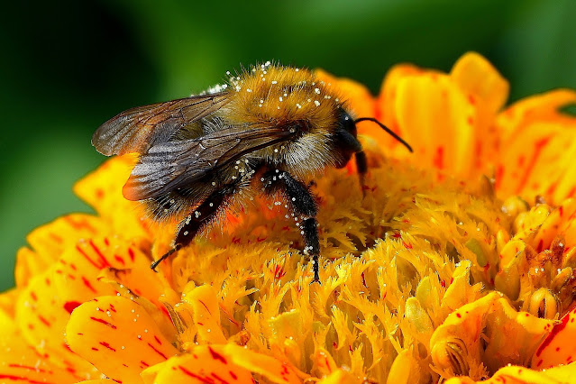 Attract the Best Pollinators to Your Garden