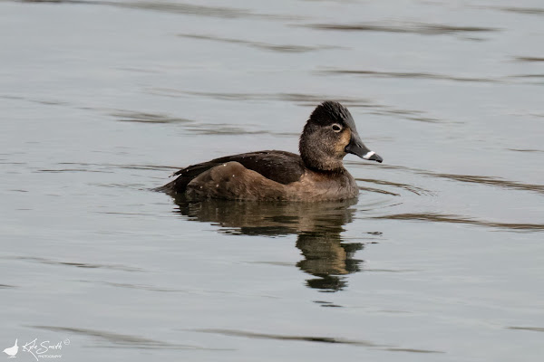 Ring-necked duck