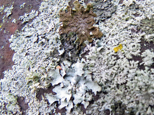 lichen on metal wheel