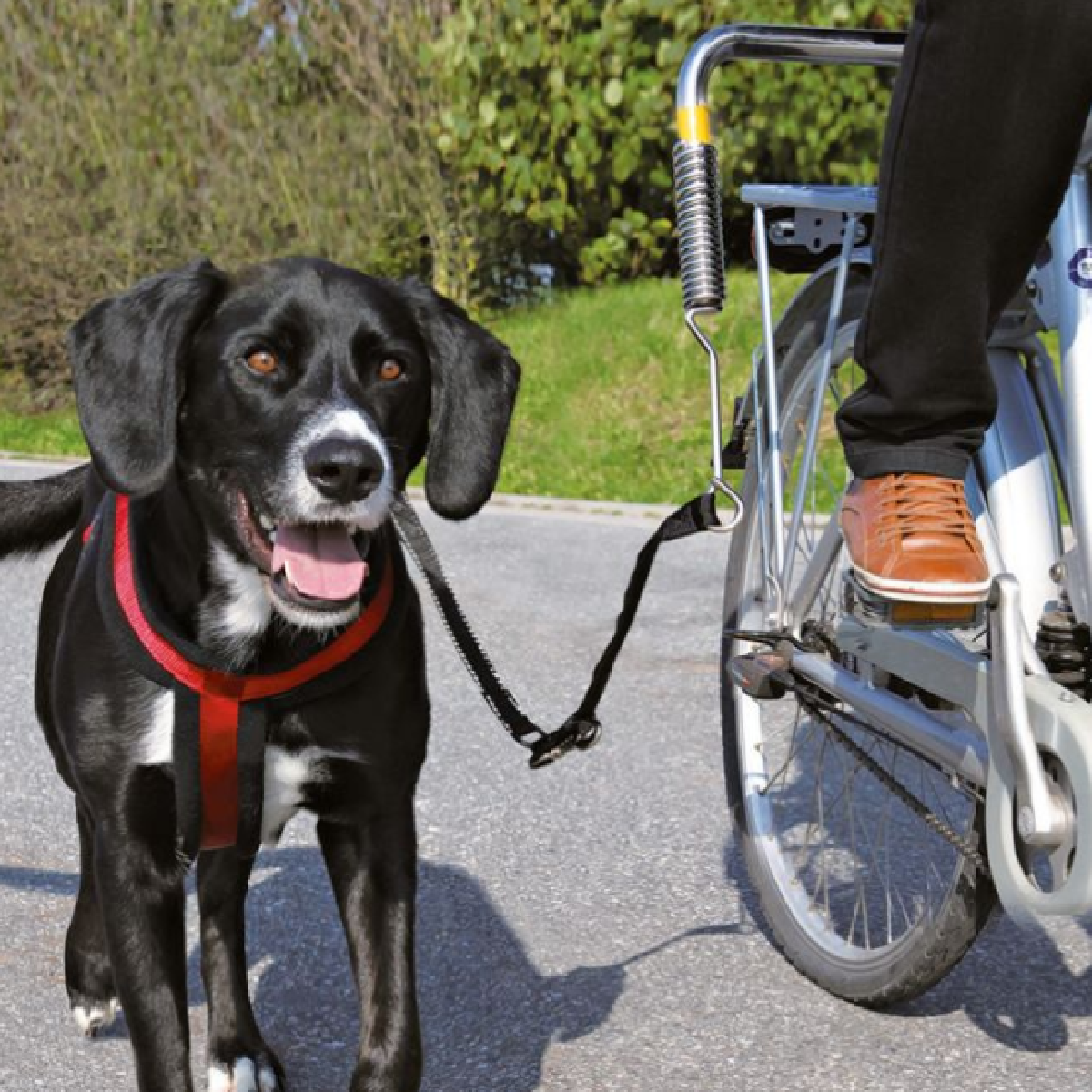 faire de la bicyclette avec son chien