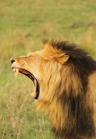 Lion Lion