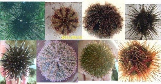 Mengenal Bulu Babi Seaurchin Echinoidea andihaerul