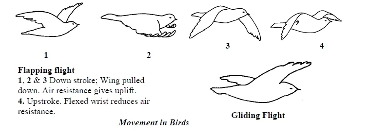 Types of flight in bird