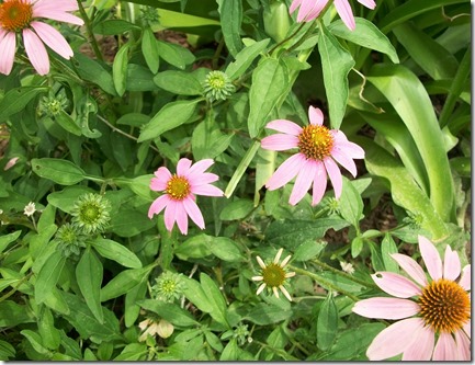 July Banners and pink flowers 012