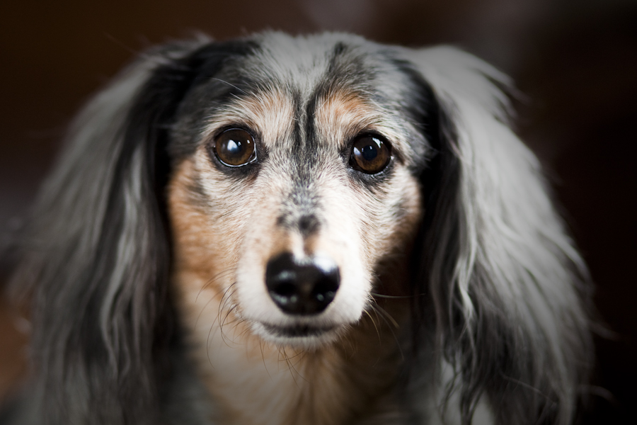 miniature black and tan dachshund. hair miniature black amp; tan