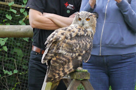 Eagle owl