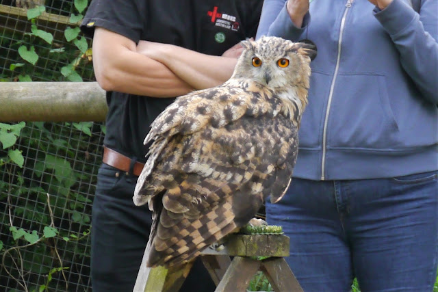 Eagle owl