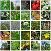 BASIC WOMEN HERBS.