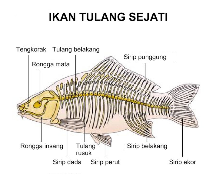 Anatomi Rangka Vertebrata  BIOLOGIPEDIA