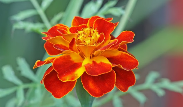 Arti Bunga Marigold Dan Cara Merawatnya