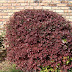 Chinese Fringe Flower - Loropetalum Chinense