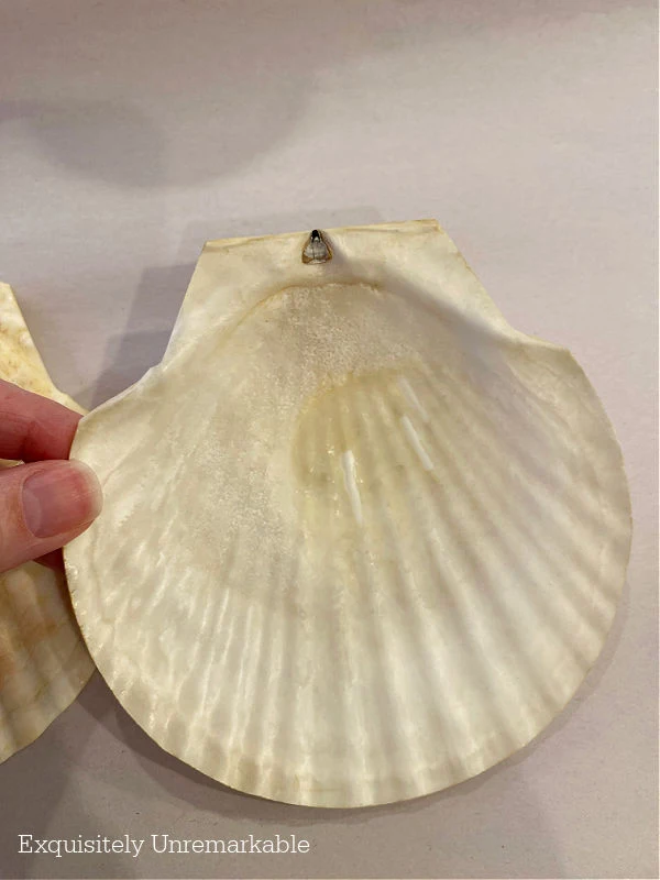 Large Shells For Ornaments