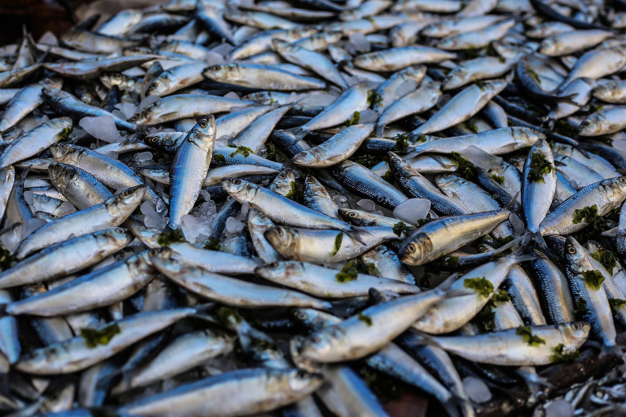 biofloc fish farming in Hindi