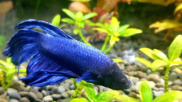 Female betta fish in a community aquarium