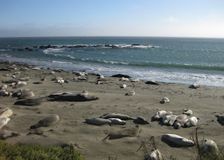 Elephant seals lounging on the beach, San Simeon, California