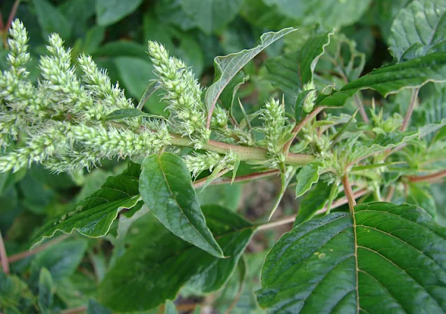Medicinal Plants Found in Terai Region of Nepal