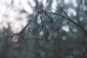 Winter woodland in Norfolk