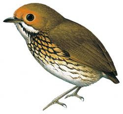 Ochre fronted Antpitta