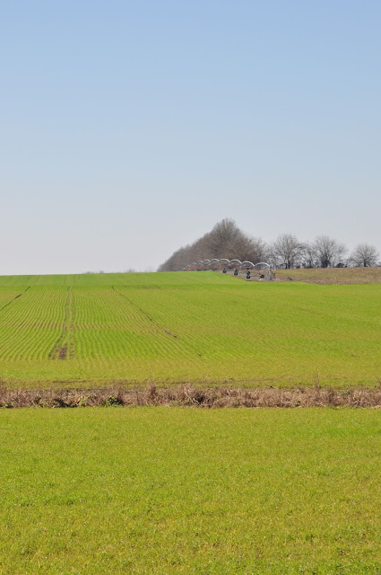 Wheat Deerbrook RD Hickory Ridge Studio