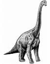 Brachiosaurus!!!