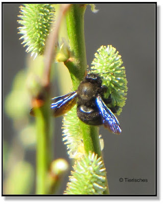 blaue Holzbiene