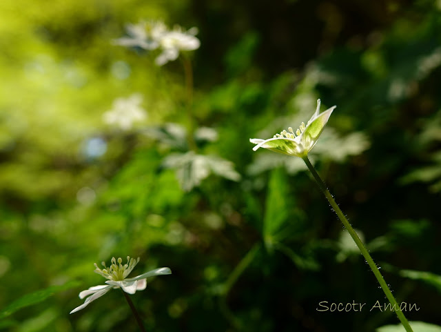 Anemone flaccida