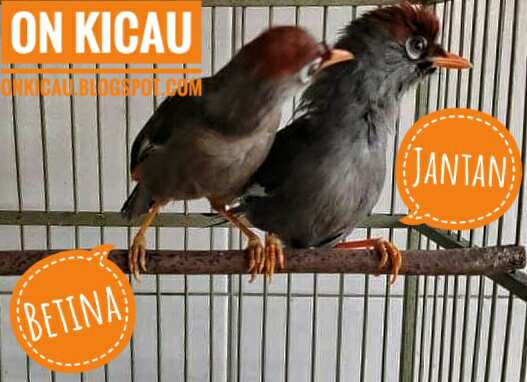 gambar poksay mandarin jantan dan betina