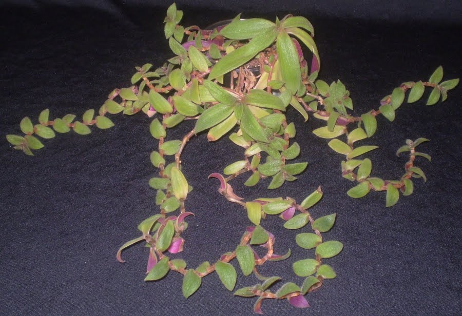 nematanthus gregarius goldfish plant. (lipstick plant)