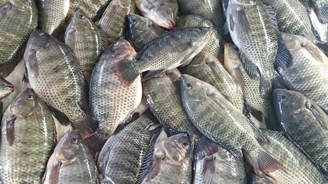 Exportações de peixes de cultivo alcançam valor milionário em apenas três meses; veja números