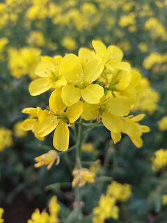 Mustard flowers look stunning in the morning.