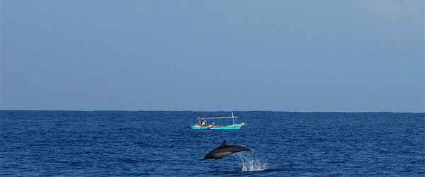 lumba-lumba yang muncul di permukaan saat perahu menuju pulau pisang